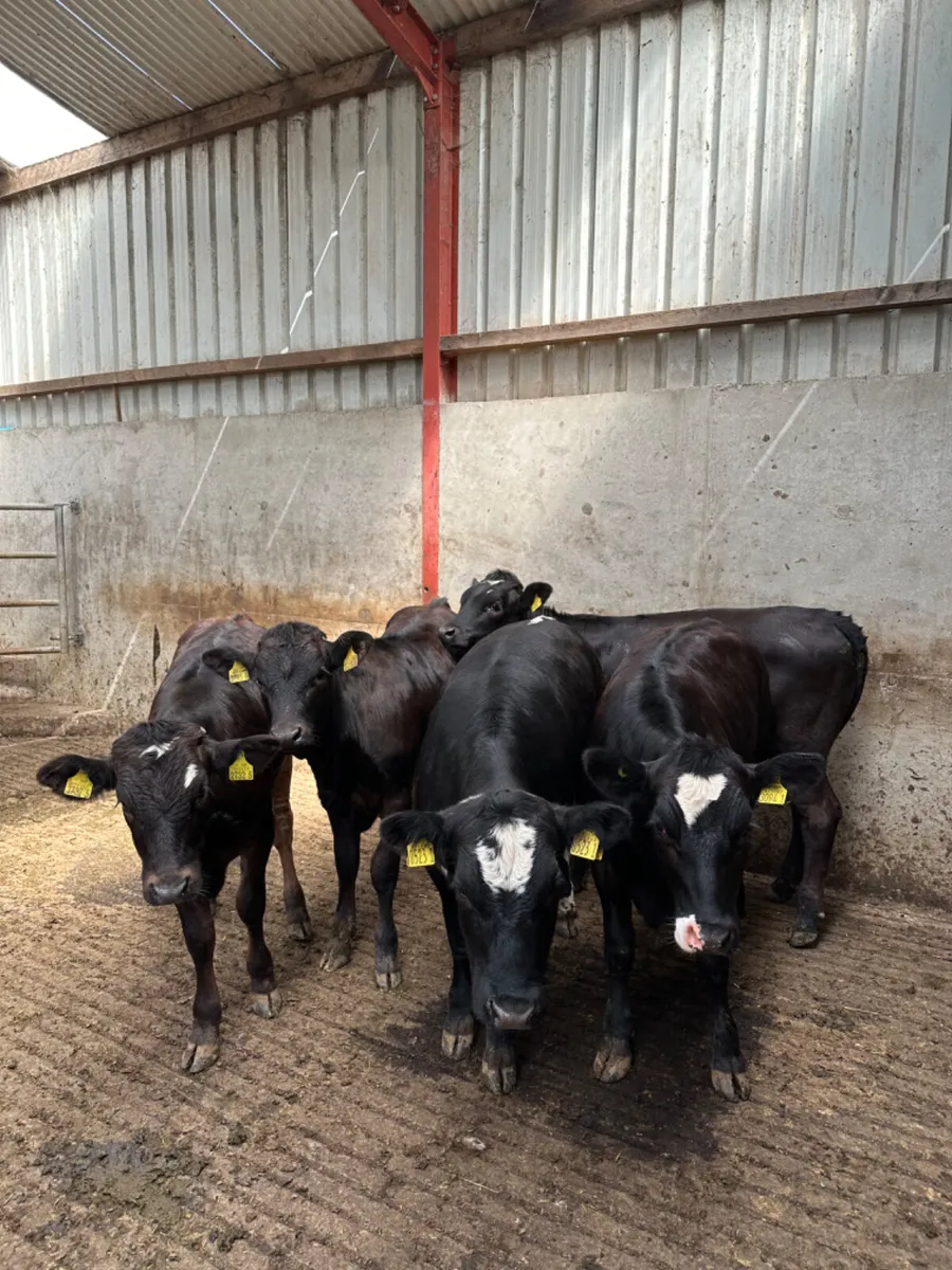 Lim Angus and Simmental heifers - Image 4