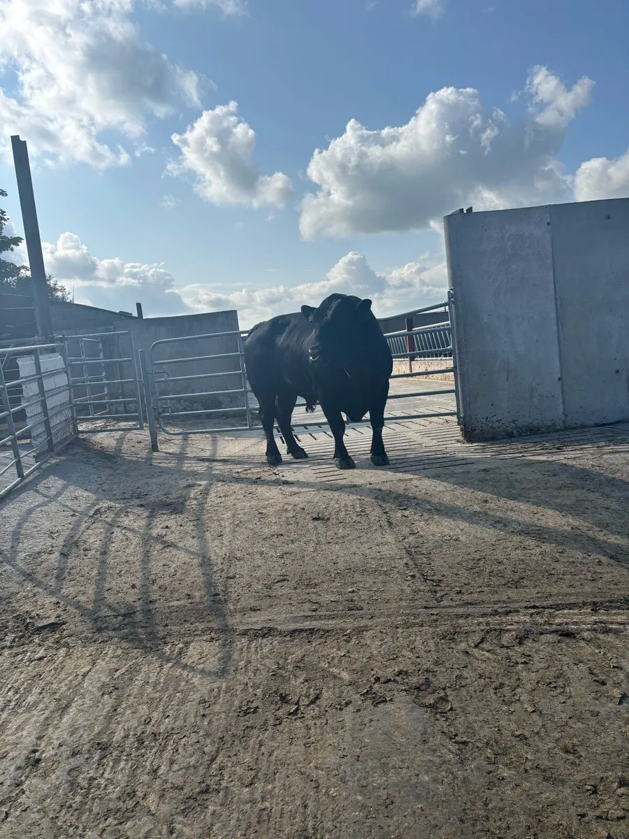 Angus bull - Image 1