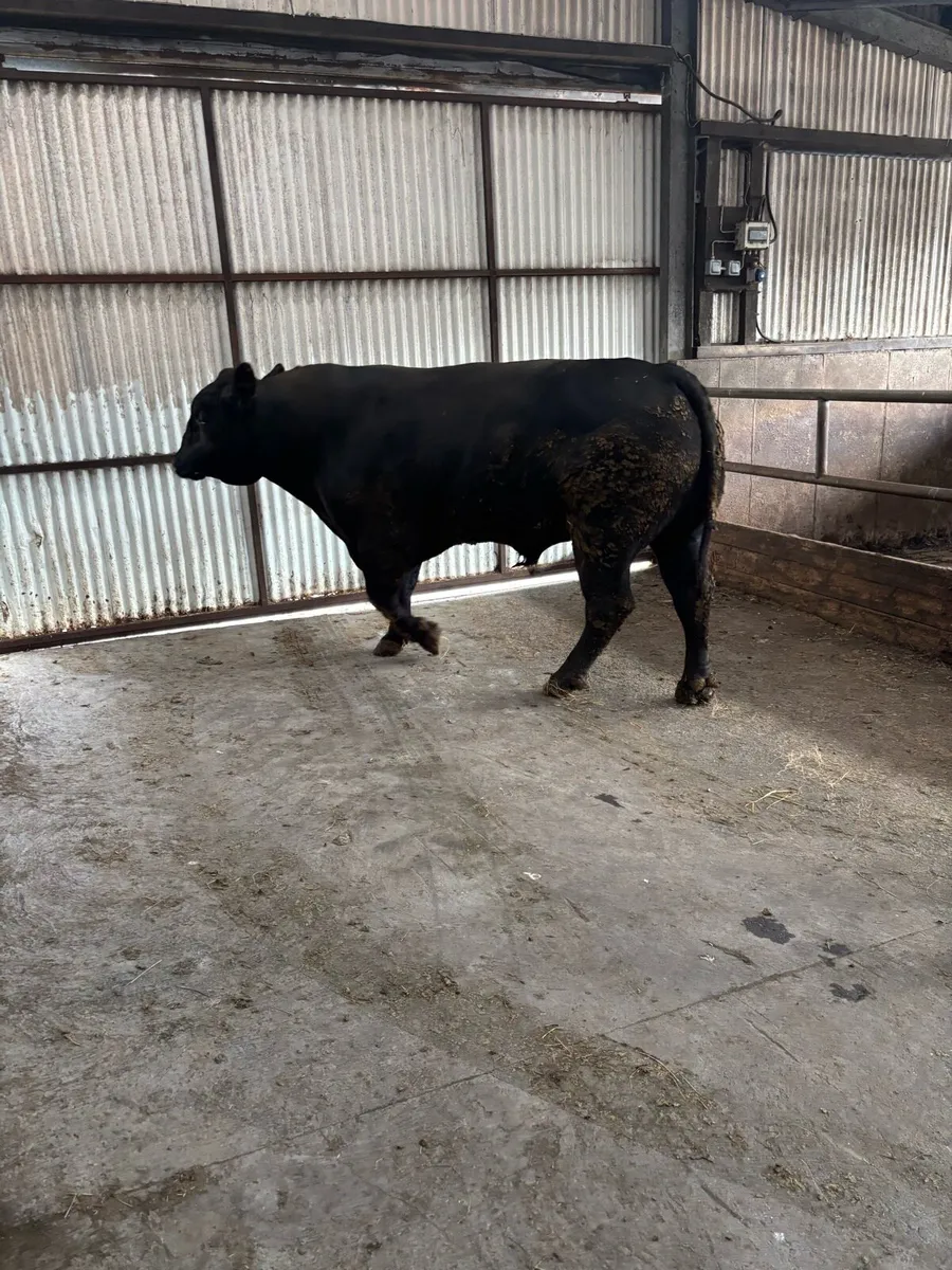 Angus bull - Image 2