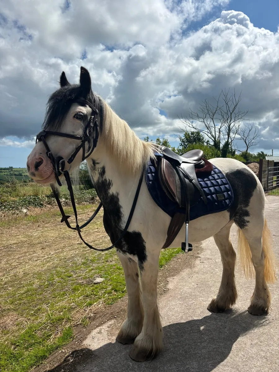 Super cob for lease! - Image 3