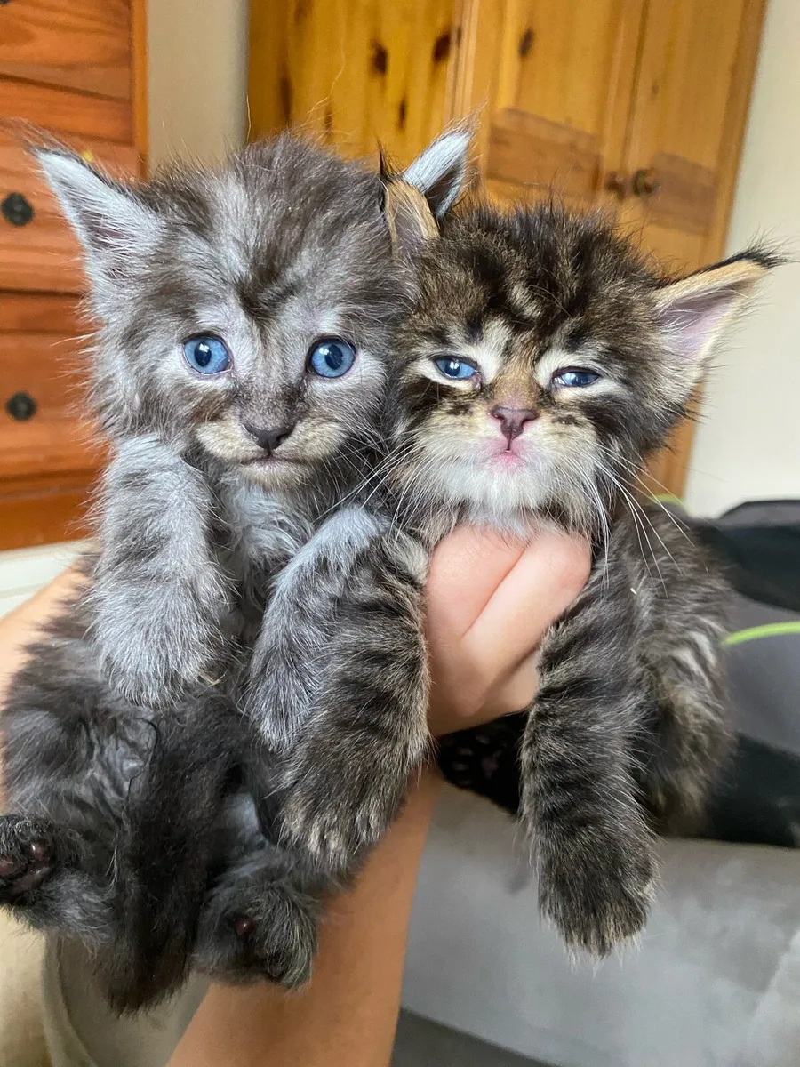 Maine Coon Kittens - Image 1