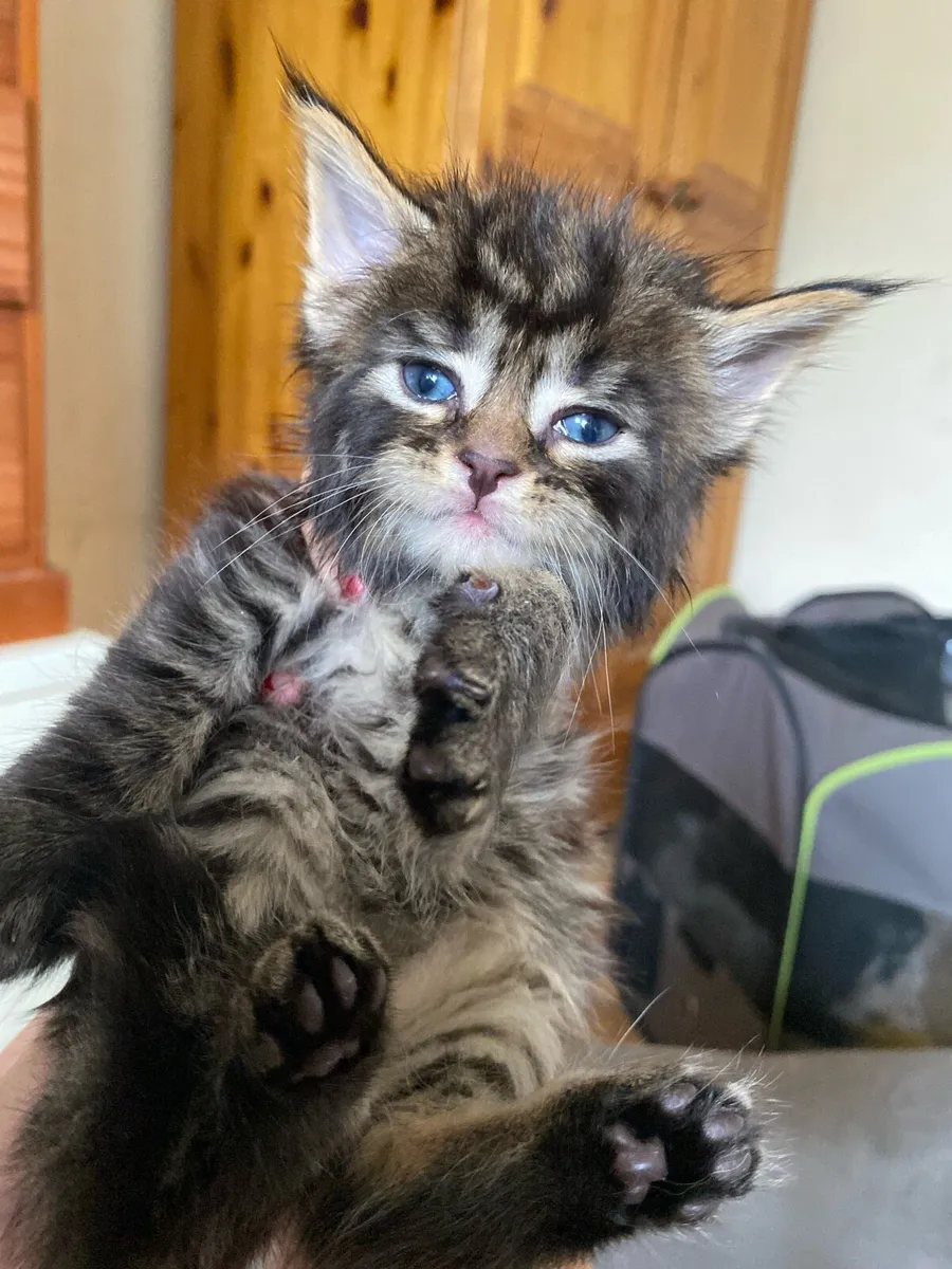 Maine Coon Kittens - Image 2