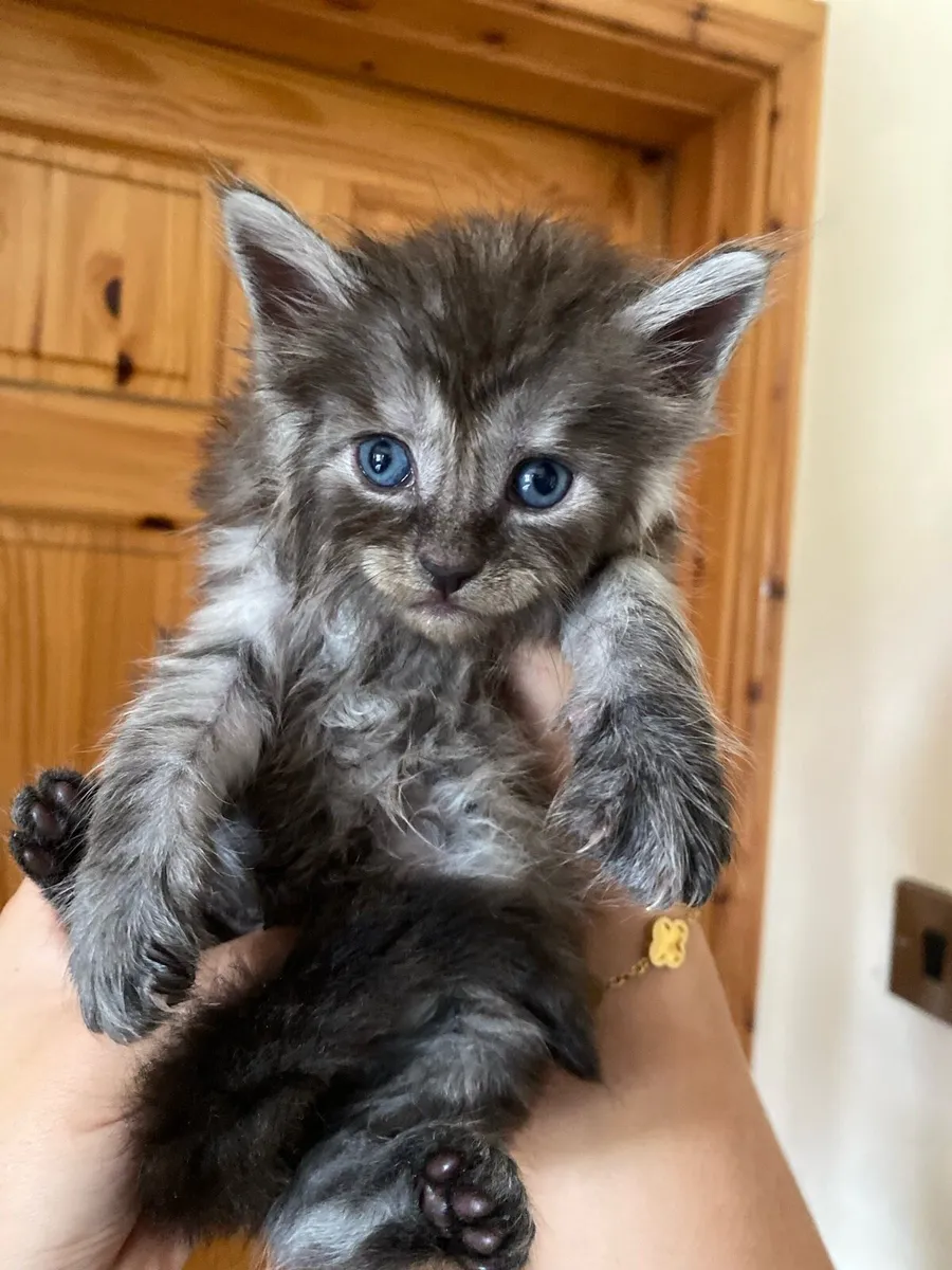Maine Coon Kittens - Image 3
