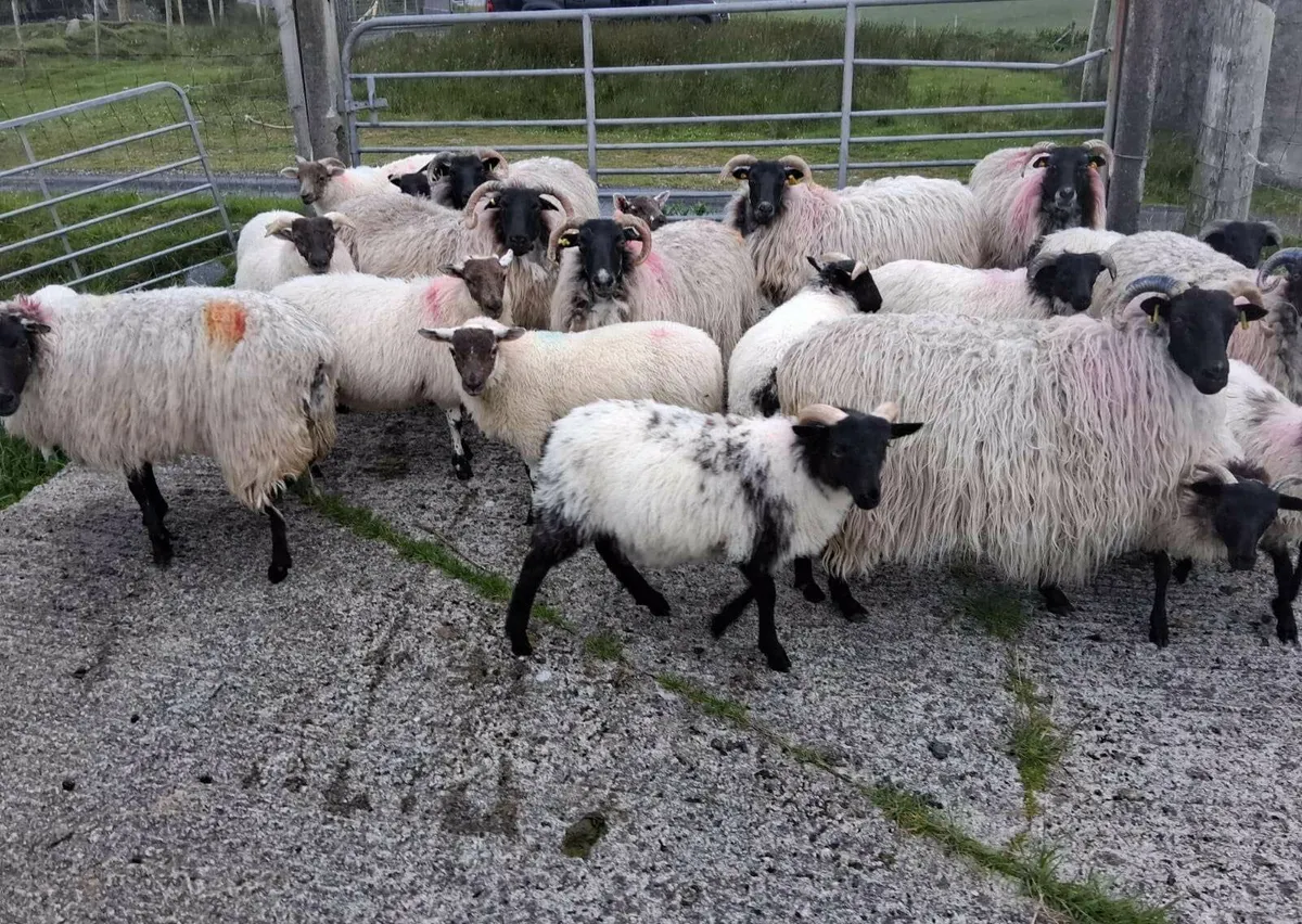 Blackfaced sheep & lambs - Image 2