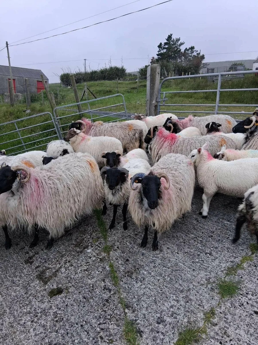 Blackfaced sheep & lambs - Image 3