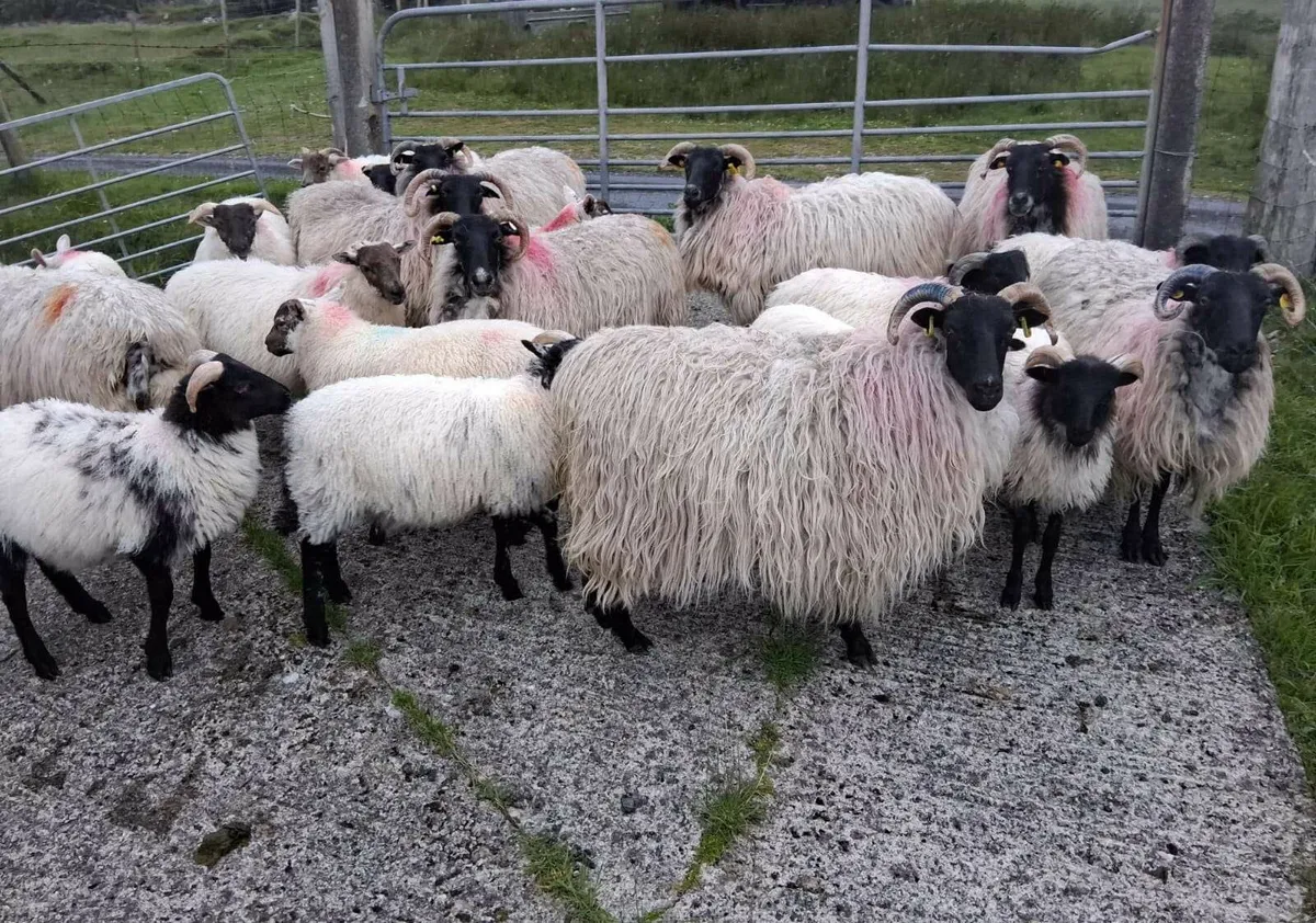 Blackfaced sheep & lambs - Image 4