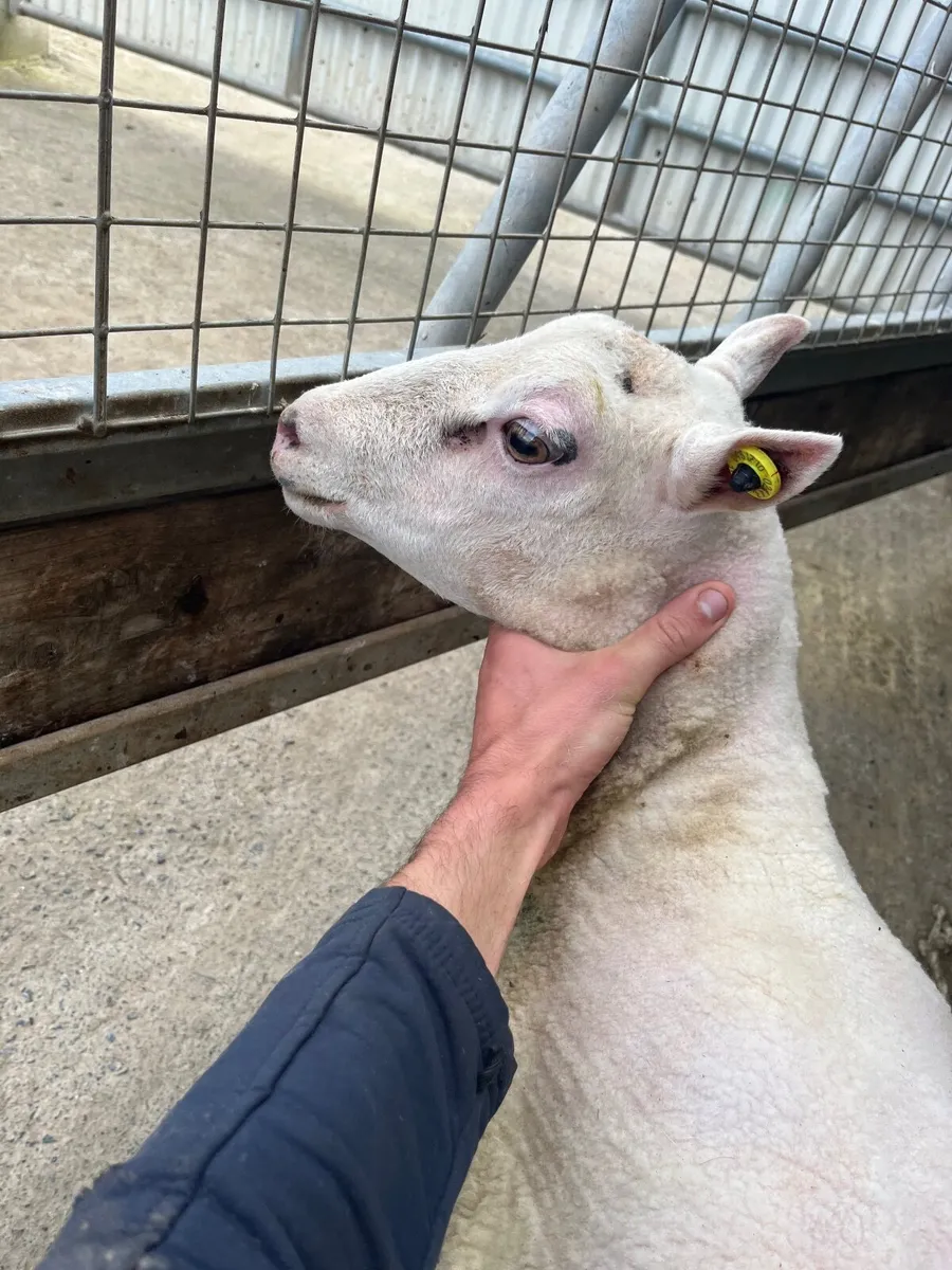 Two Pbnr Charmoise hogget rams - Image 2