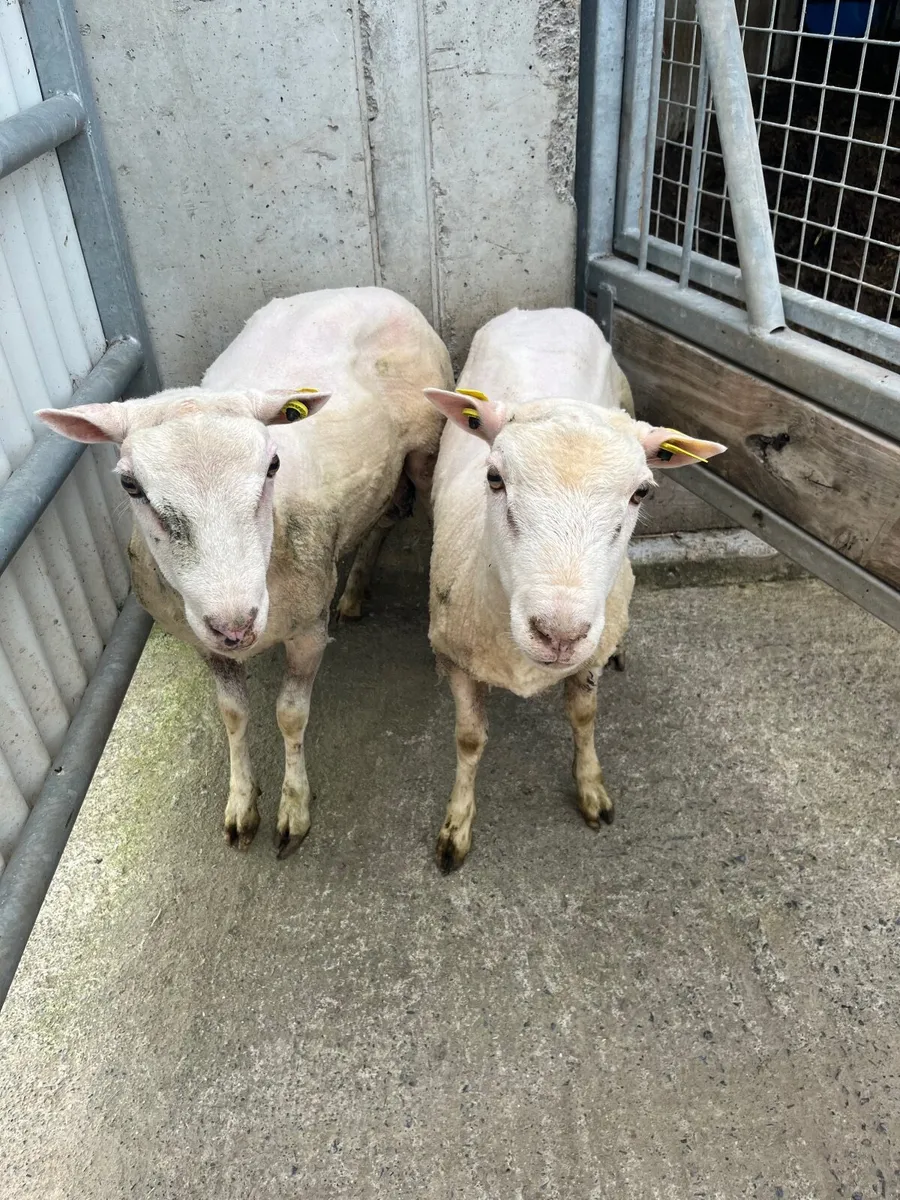 Two Pbnr Charmoise hogget rams - Image 4