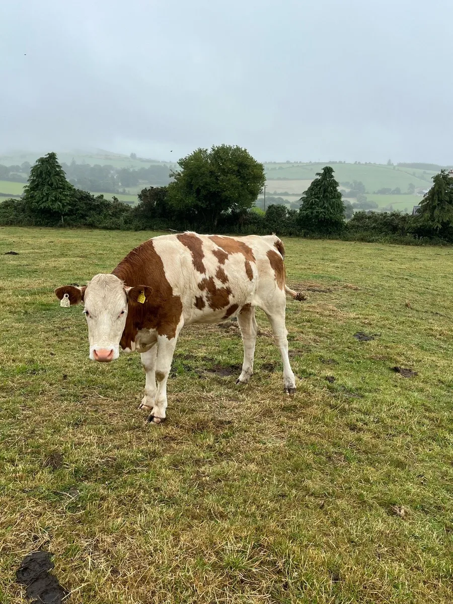 Dairy cows - Image 1