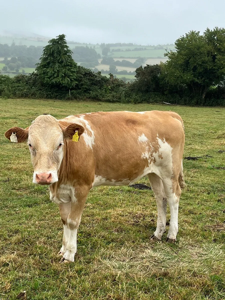 Dairy cows - Image 2