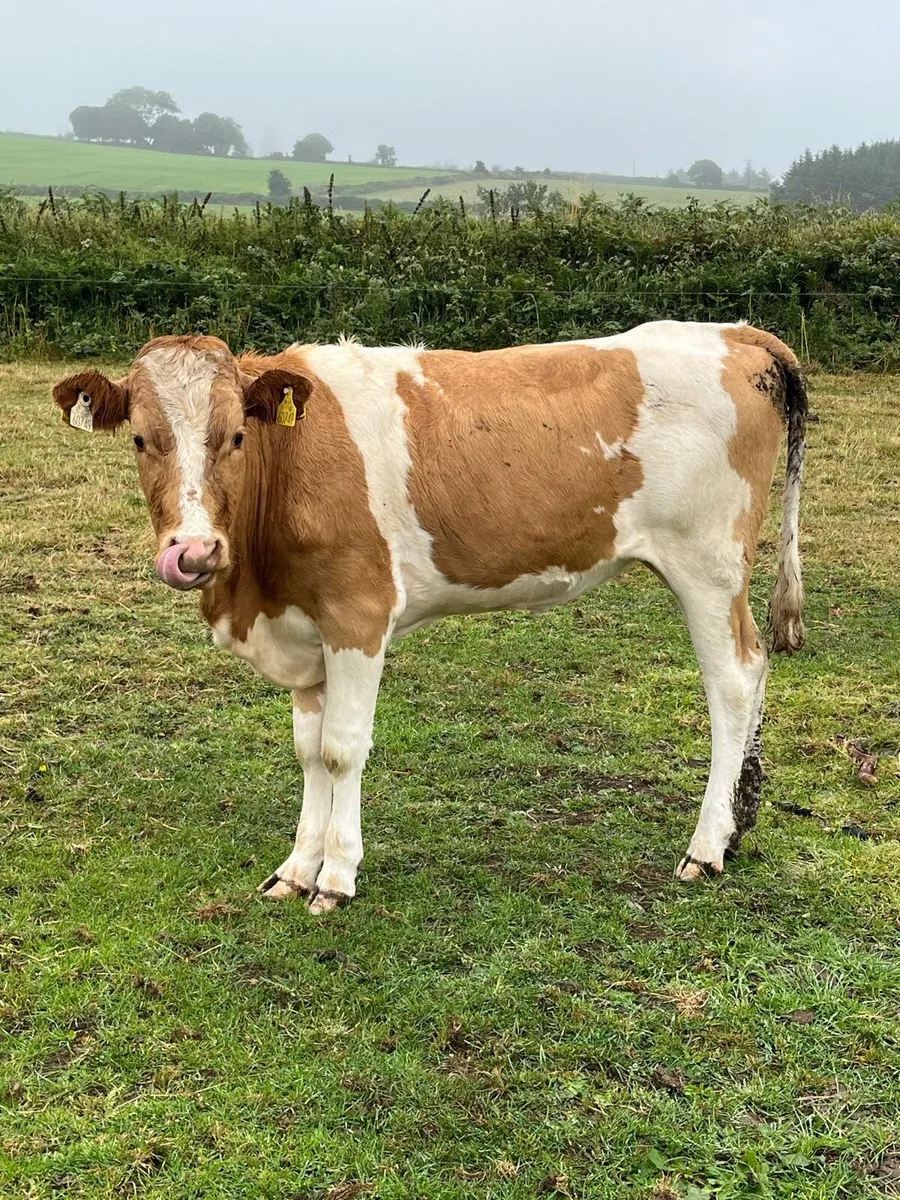 Dairy cows - Image 3