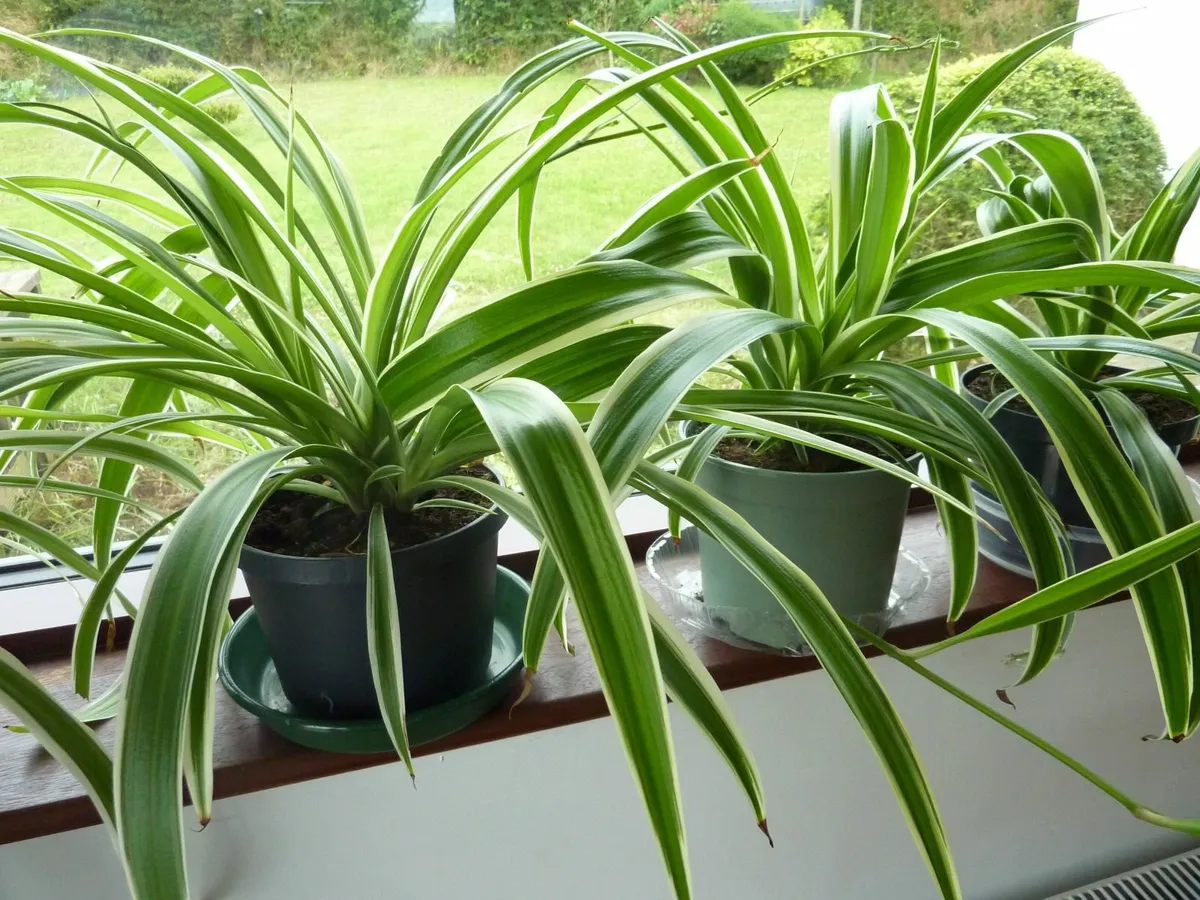 XL spider plants - Image 1