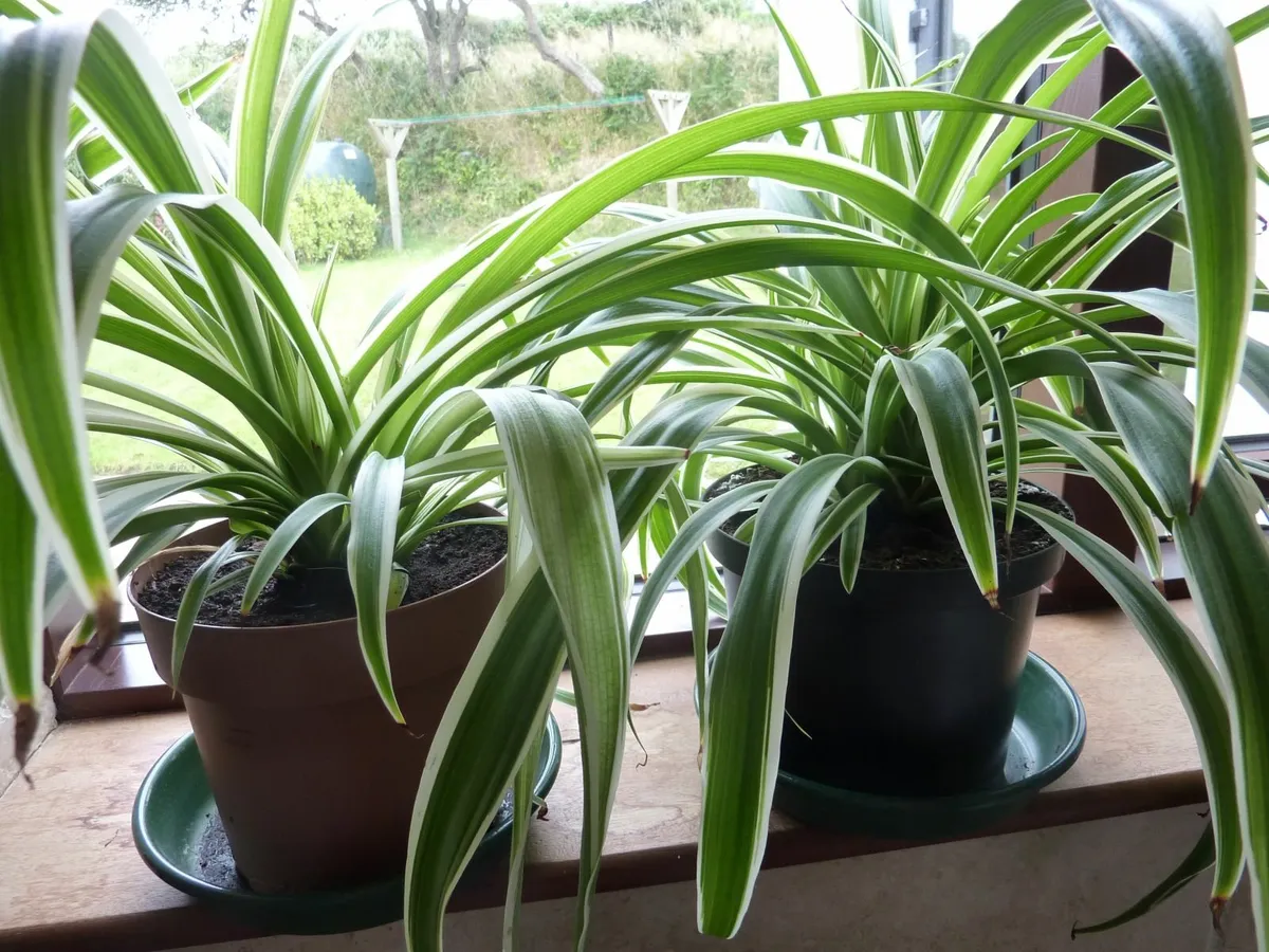XL spider plants - Image 2