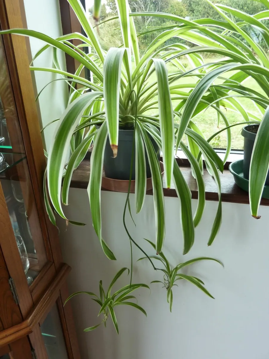 XL spider plants - Image 3