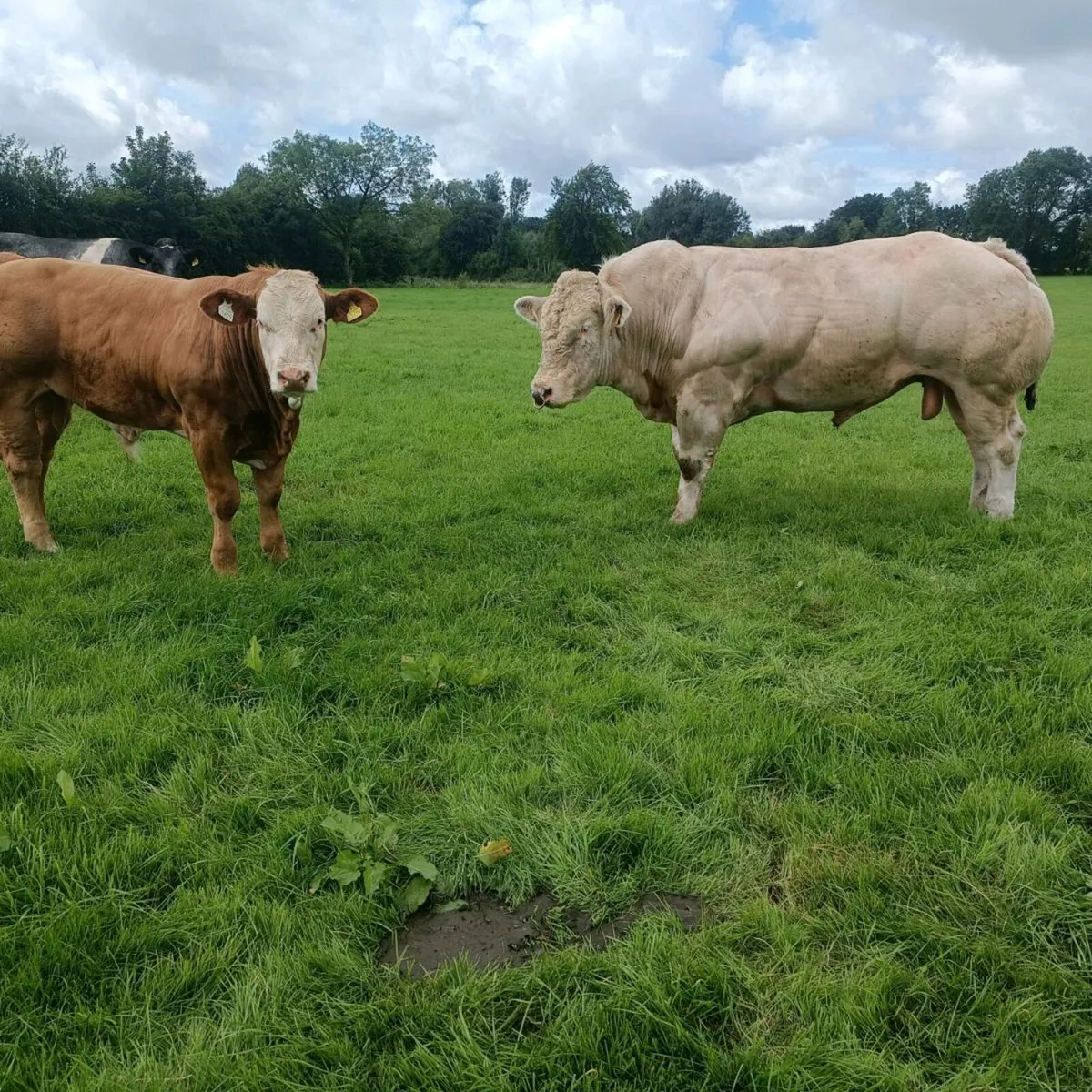 2 bulls for gort thursday - Image 2