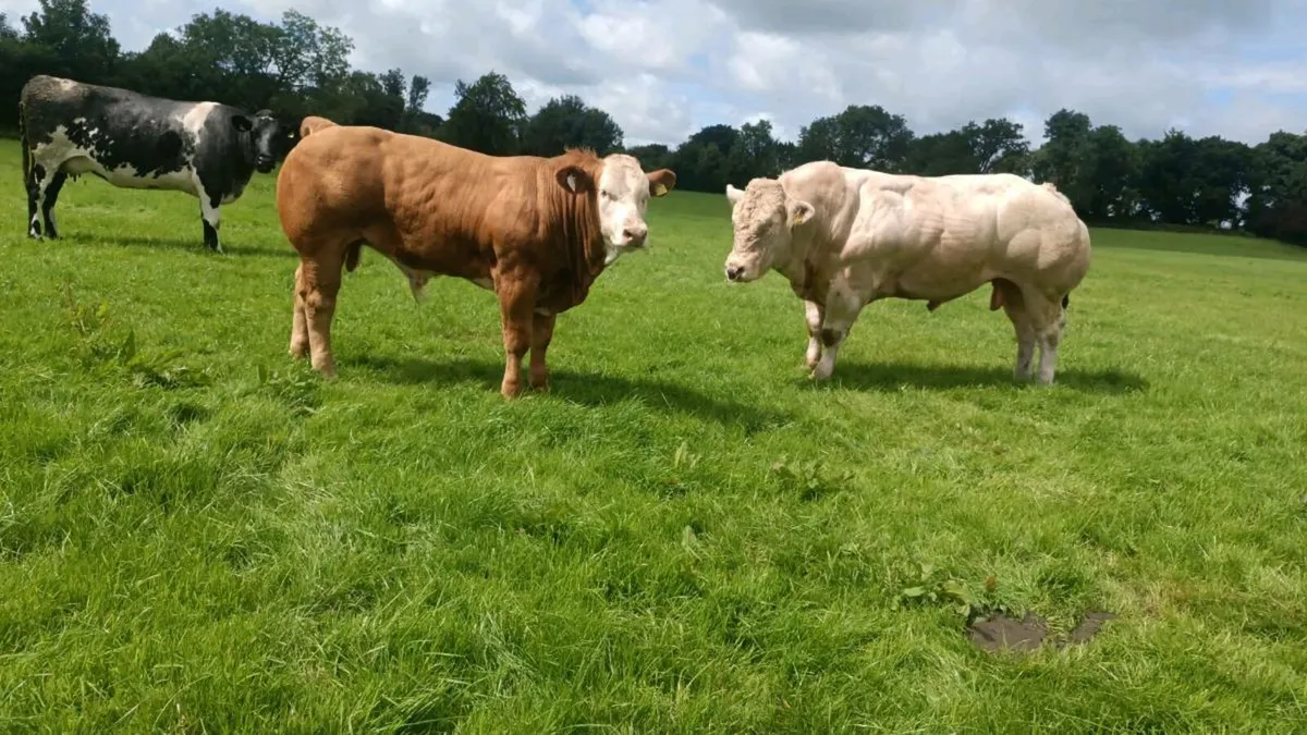 2 bulls for gort thursday - Image 1