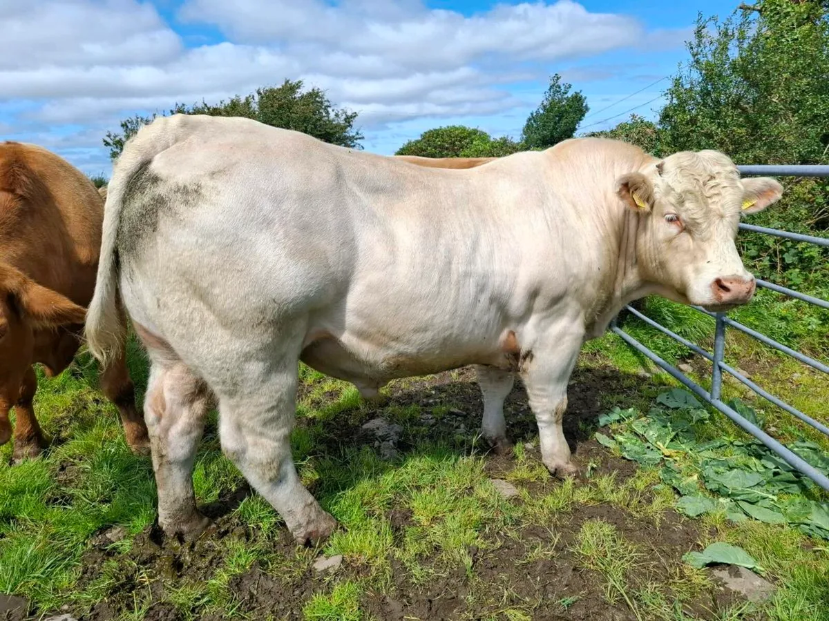 Pbr char bull - Image 1