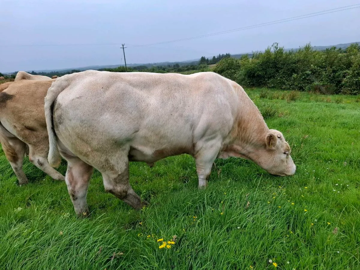Pbr char bull - Image 3