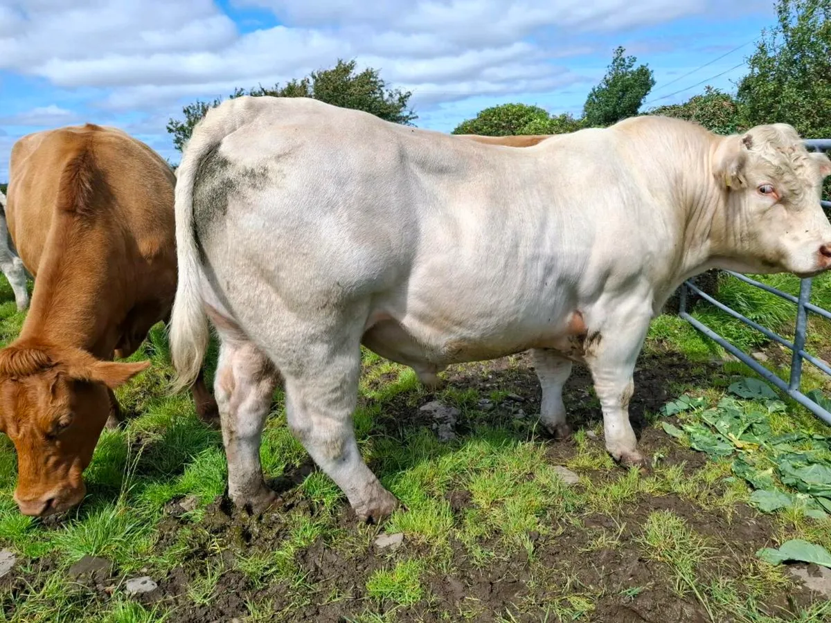 Pbr char bull - Image 4