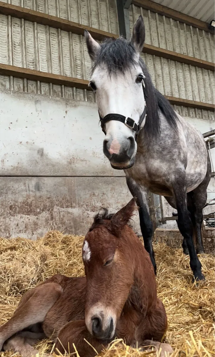 quality brood mare - Image 1