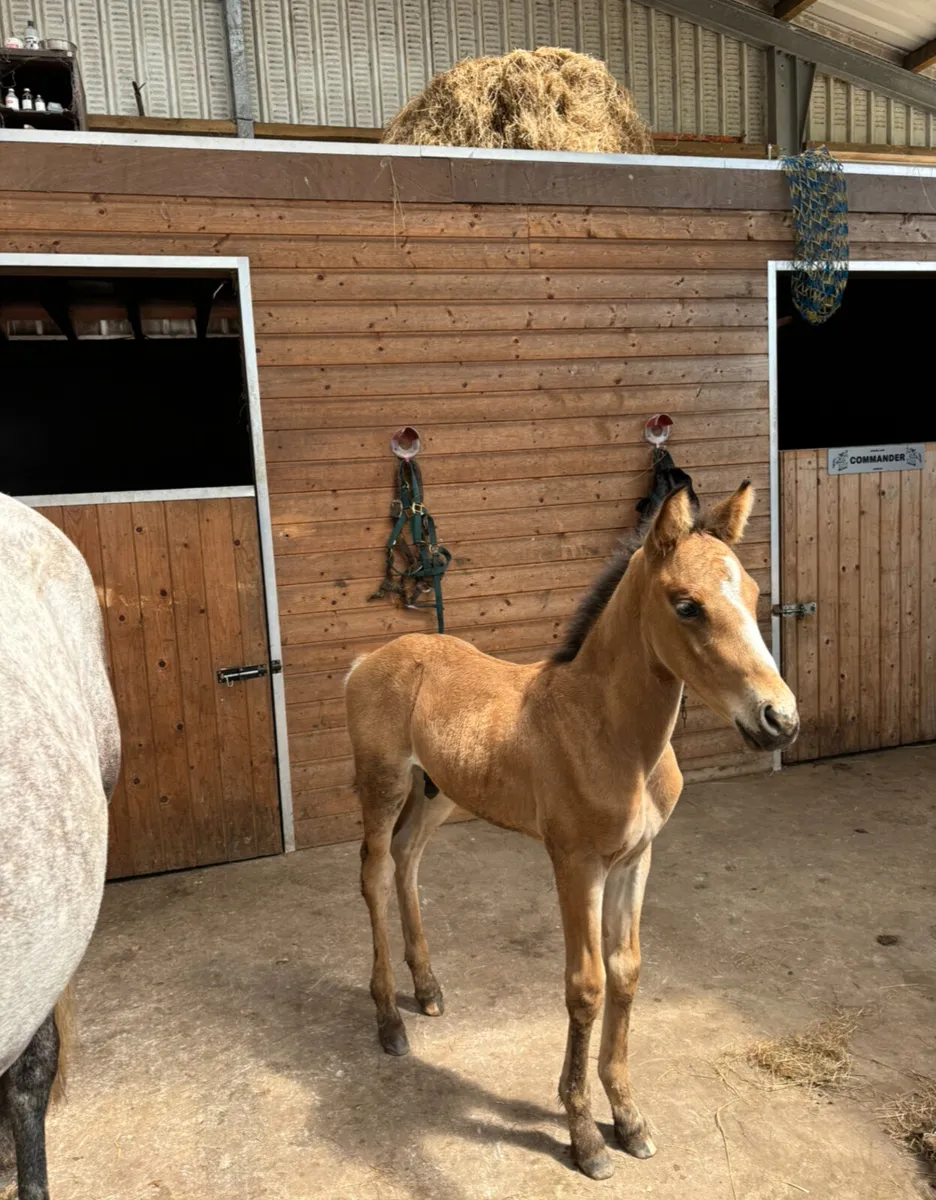 quality brood mare - Image 2