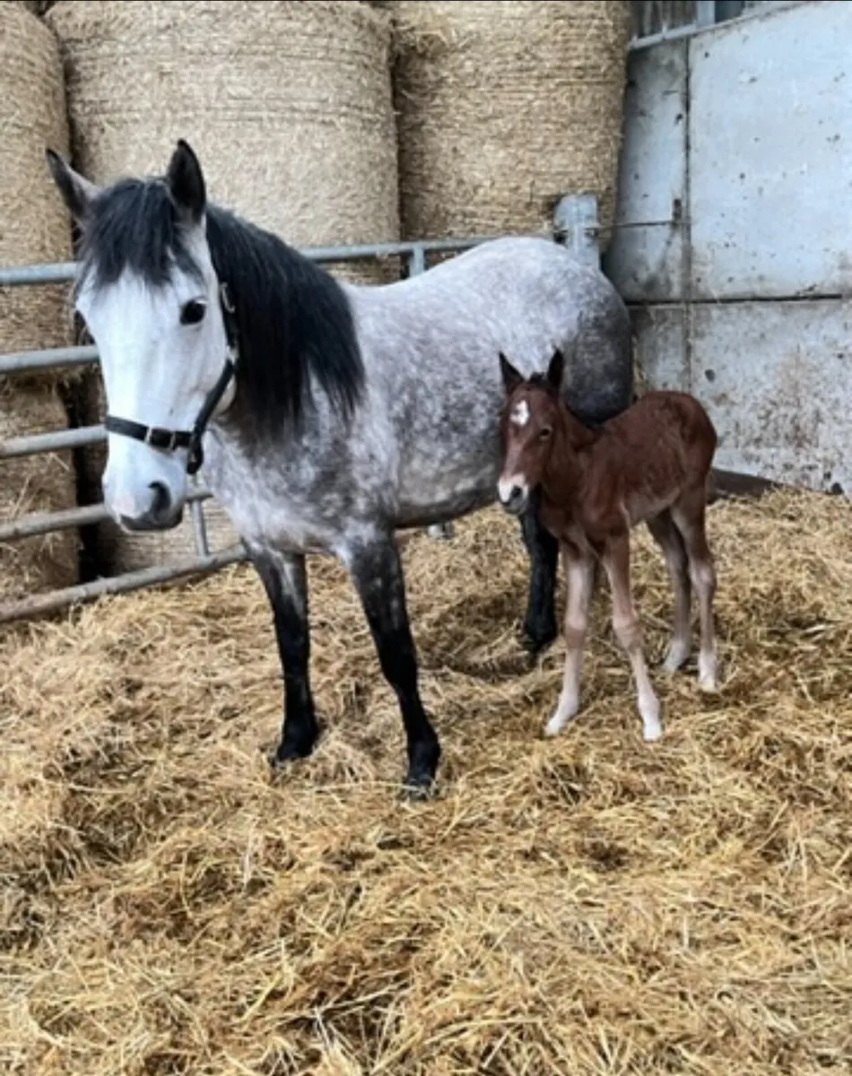 quality brood mare - Image 3