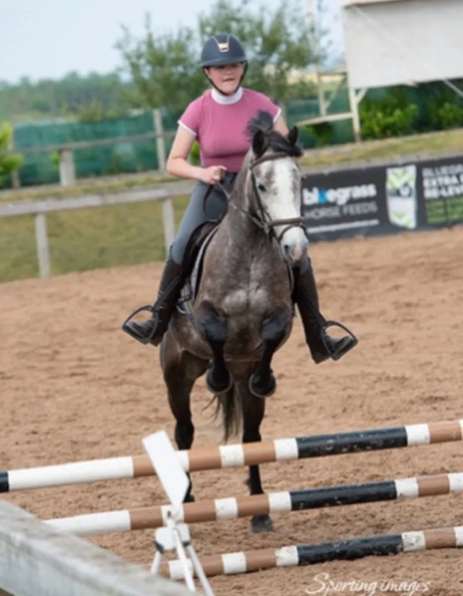 quality brood mare - Image 4