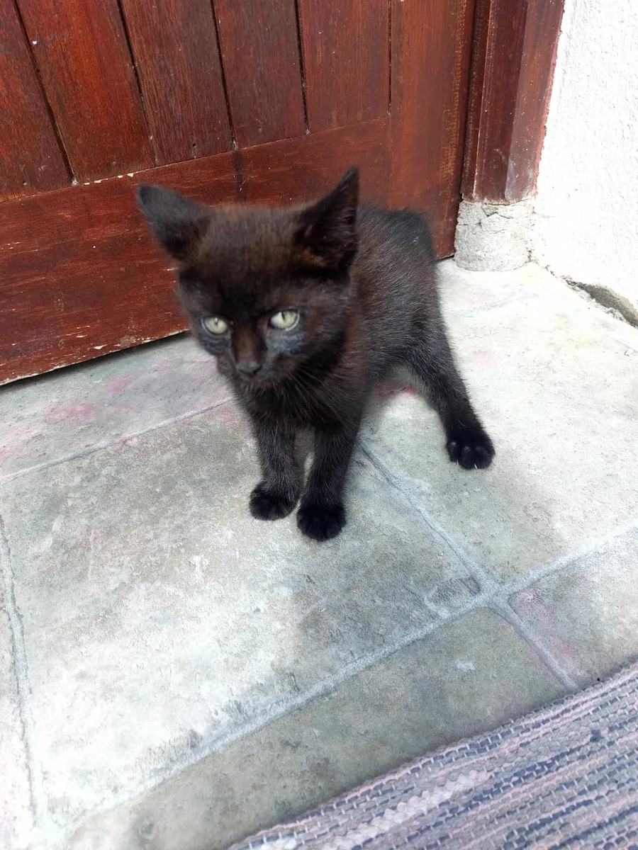 Kitten - Image 1