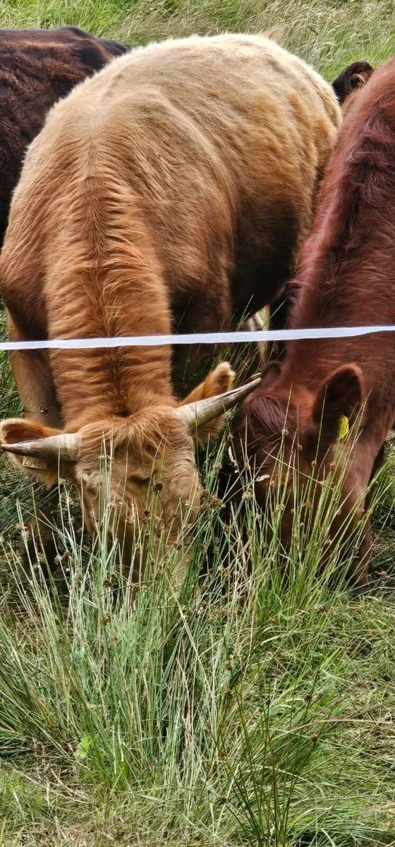 cattle - Image 1