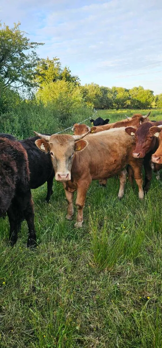 cattle - Image 3