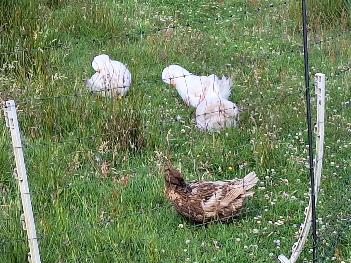 Ducks - Image 2