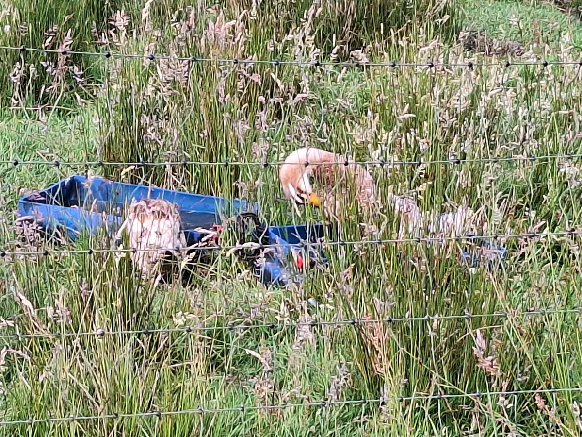 Ducks - Image 4