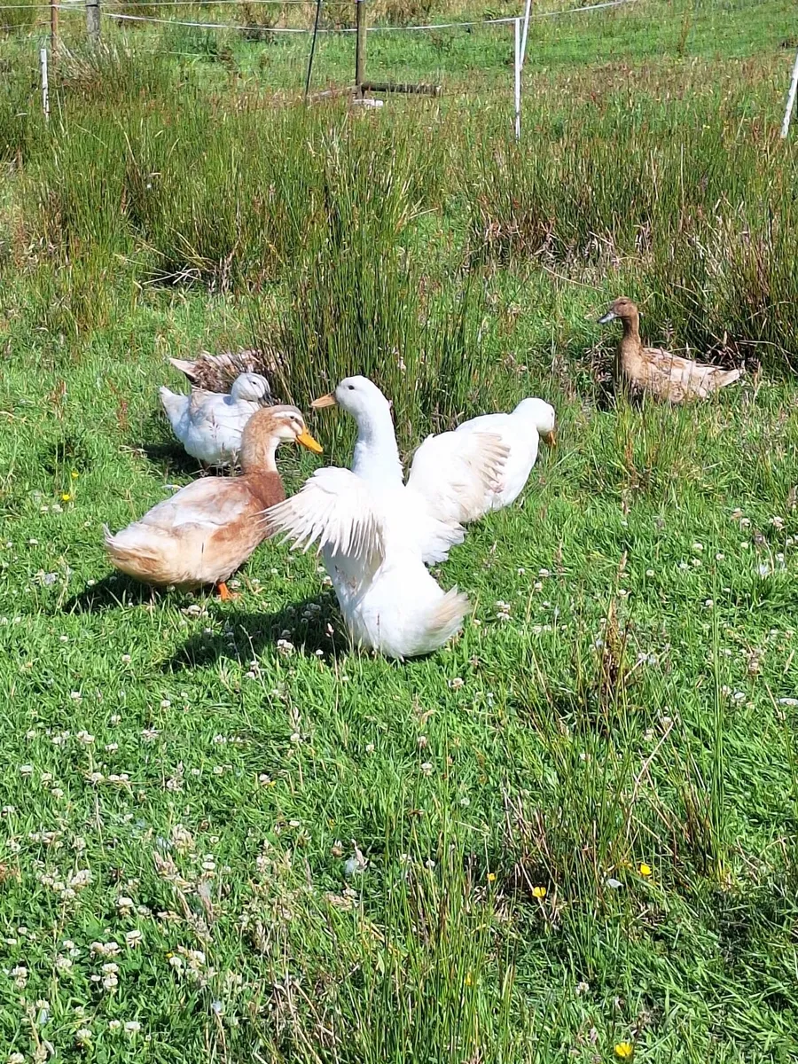 Ducks - Image 1