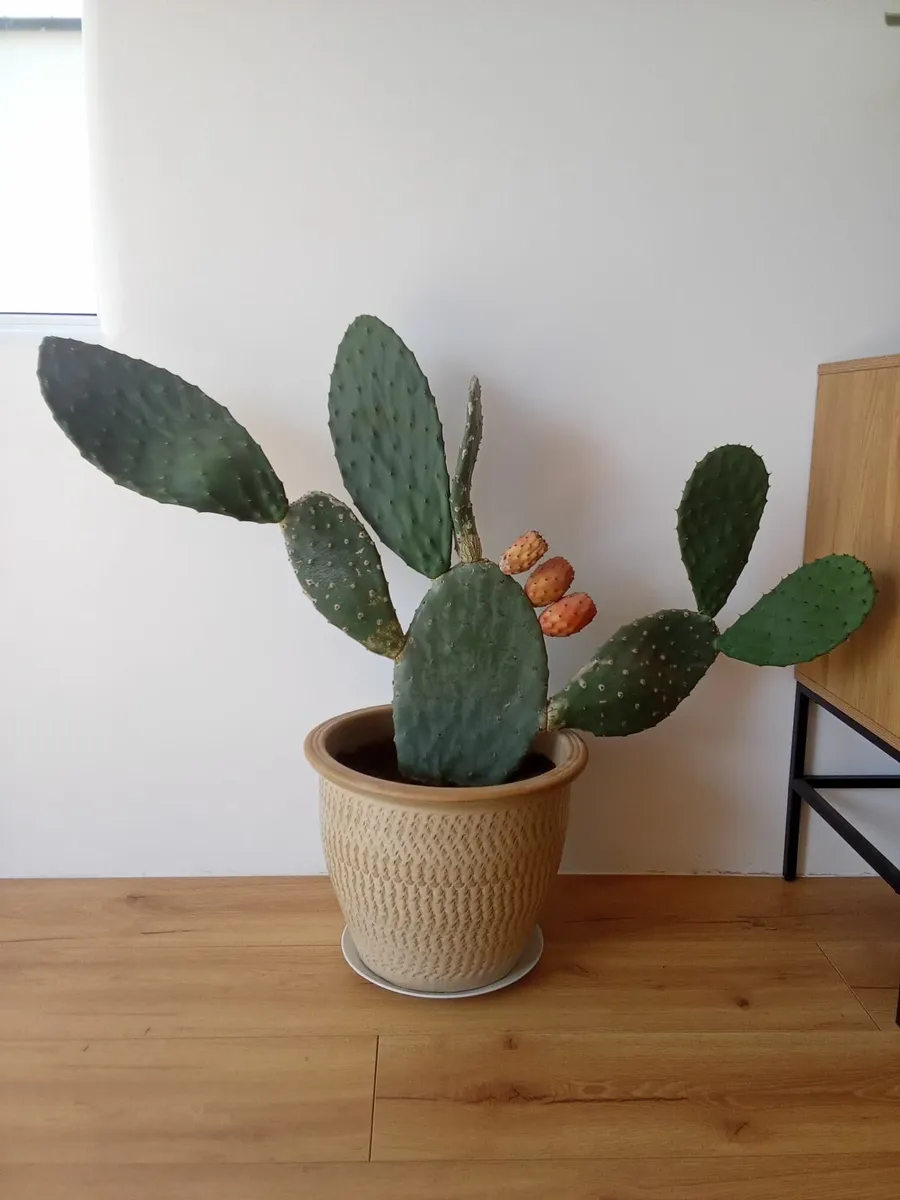 Cactus For Sale - Image 2