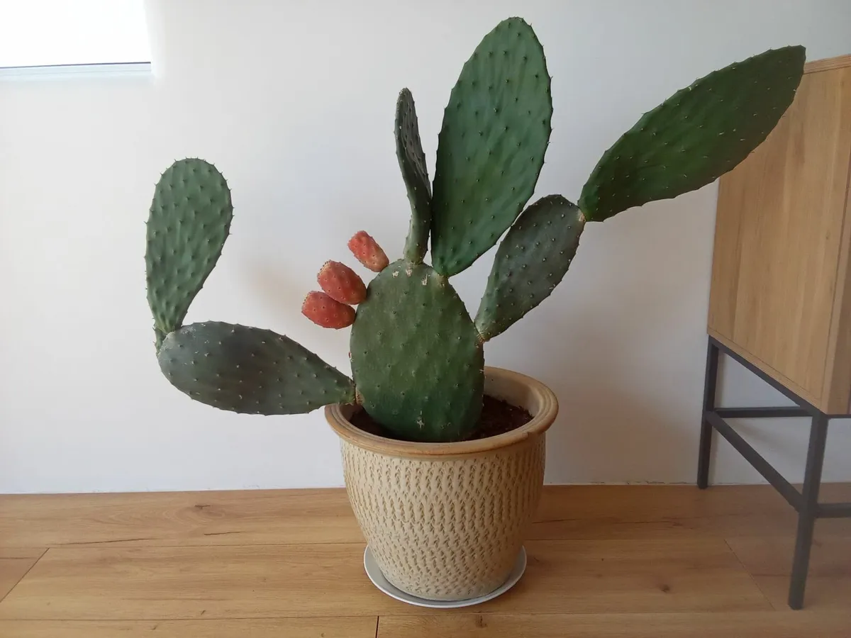 Cactus For Sale - Image 3