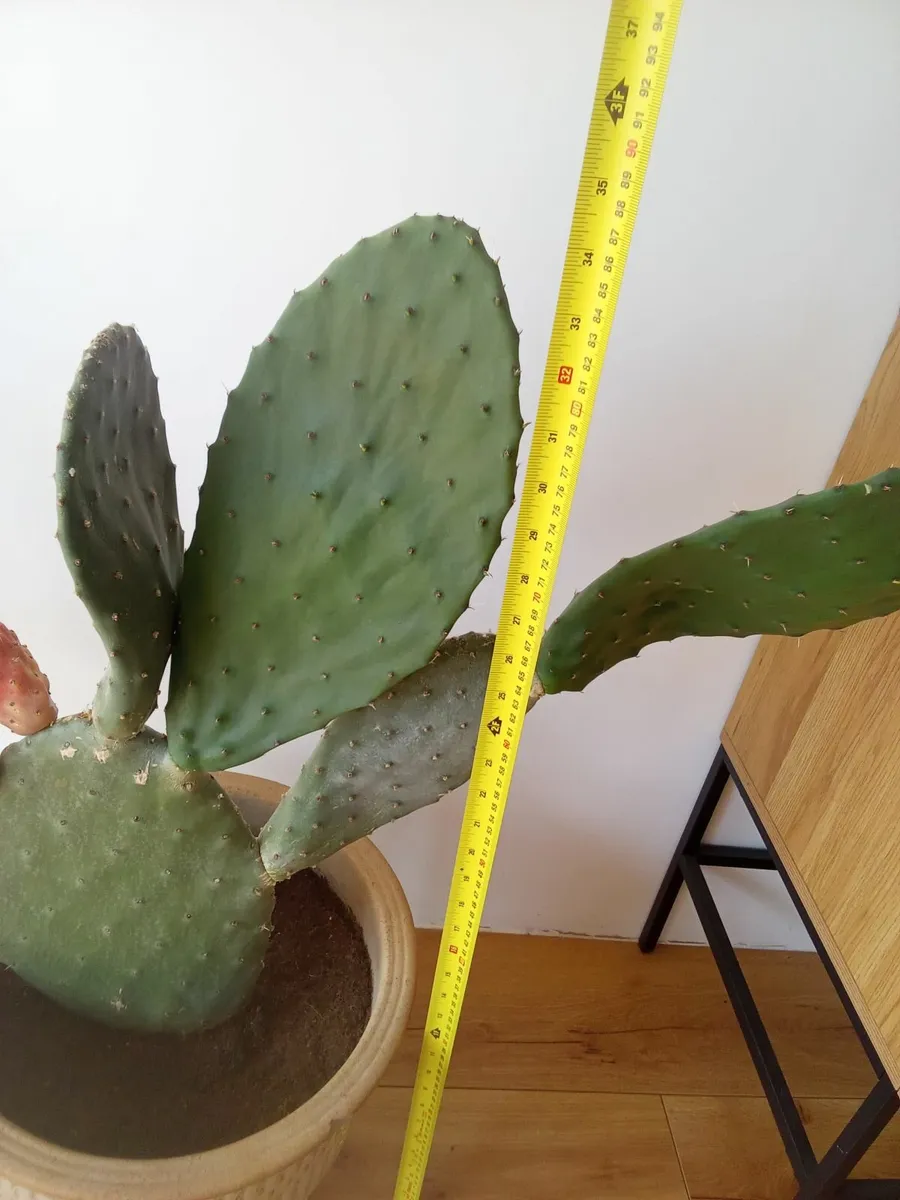 Cactus For Sale - Image 4