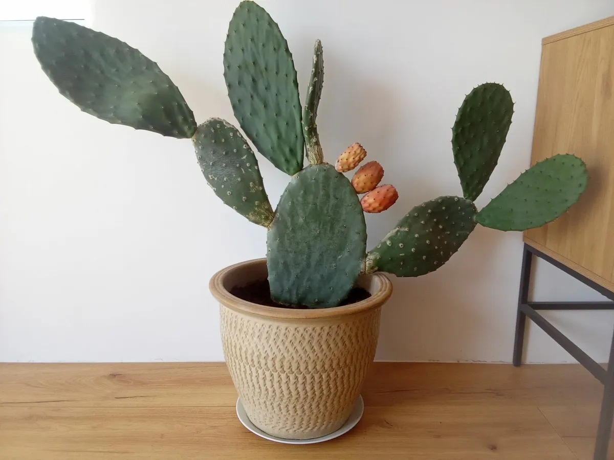 Cactus For Sale - Image 1
