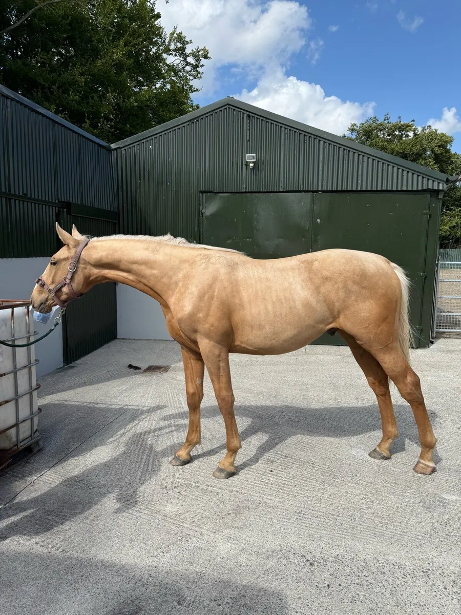 Stunning Palomino Yearling Colt - Image 1