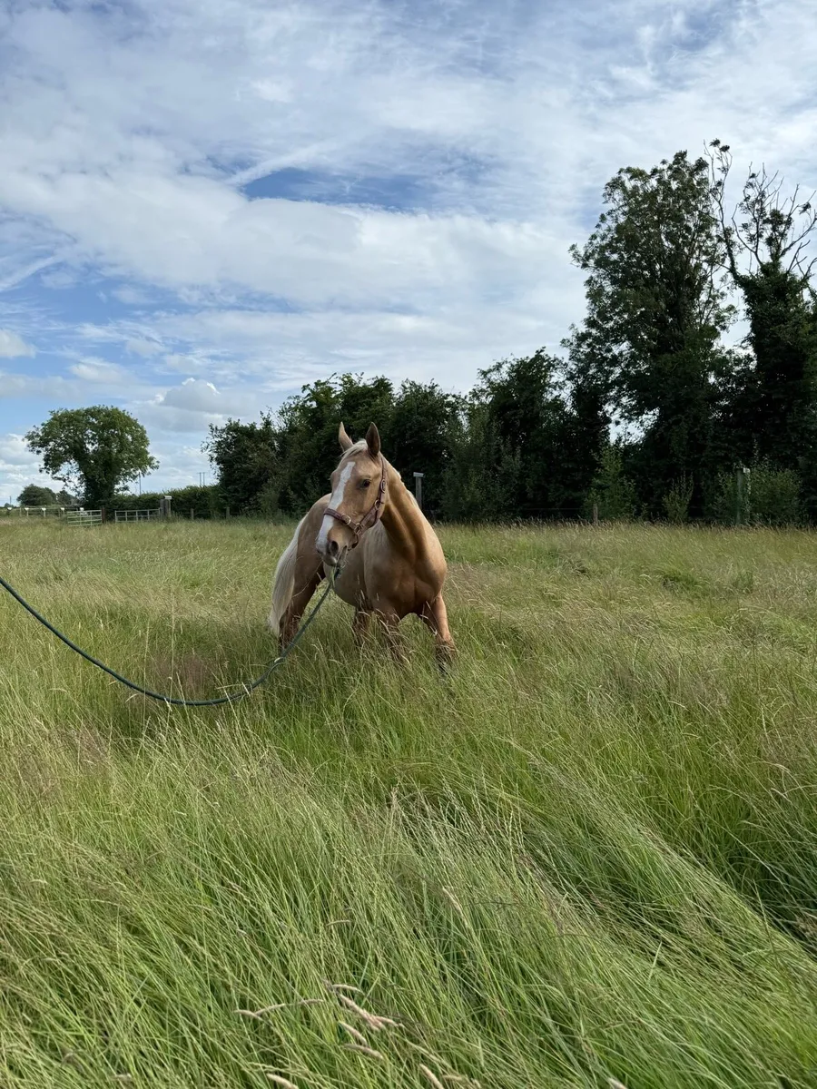 Stunning Palomino Yearling Colt - Image 2
