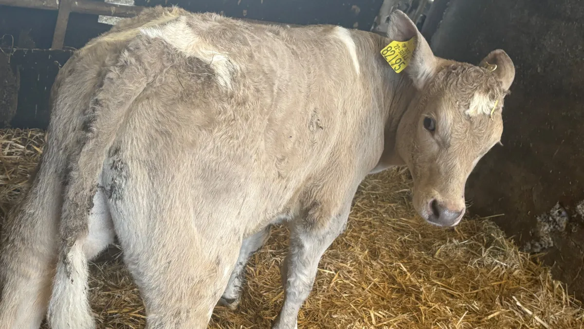 Strong Charolais Bull Calf - Image 4