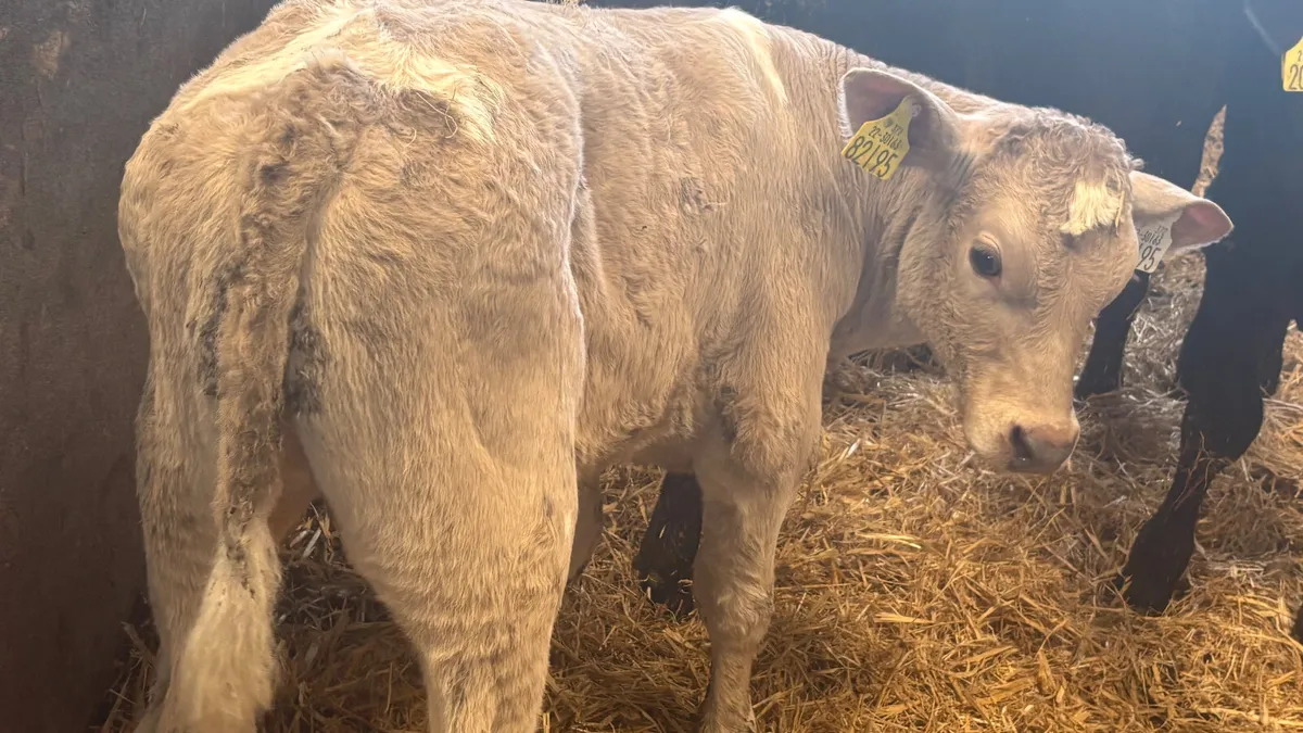 Strong Charolais Bull Calf - Image 2