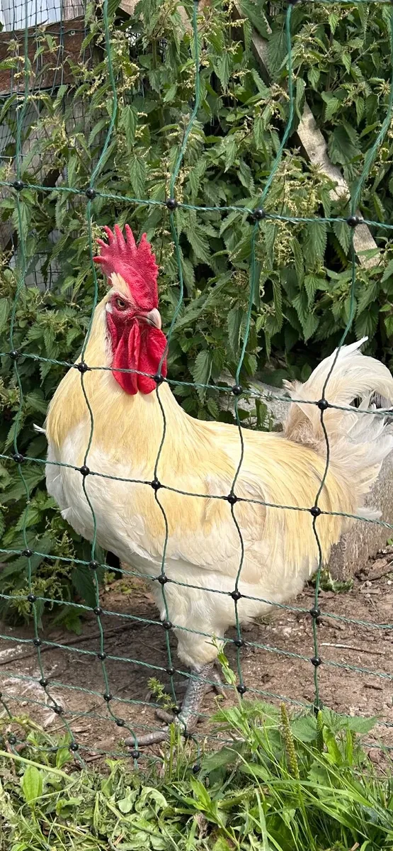 Bresse Gauloise rooster - Image 1