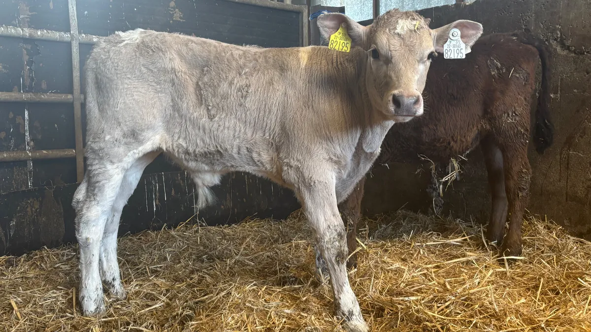 Strong Charolais Bull Calf - Image 1