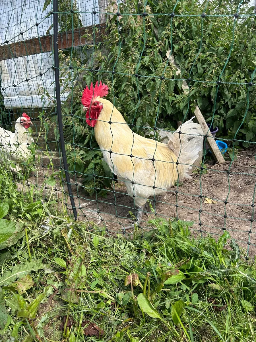 Bresse Gauloise rooster - Image 2