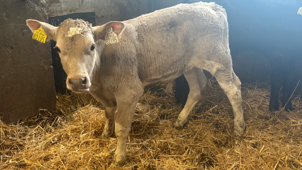 Strong Charolais Bull Calf - Image 3