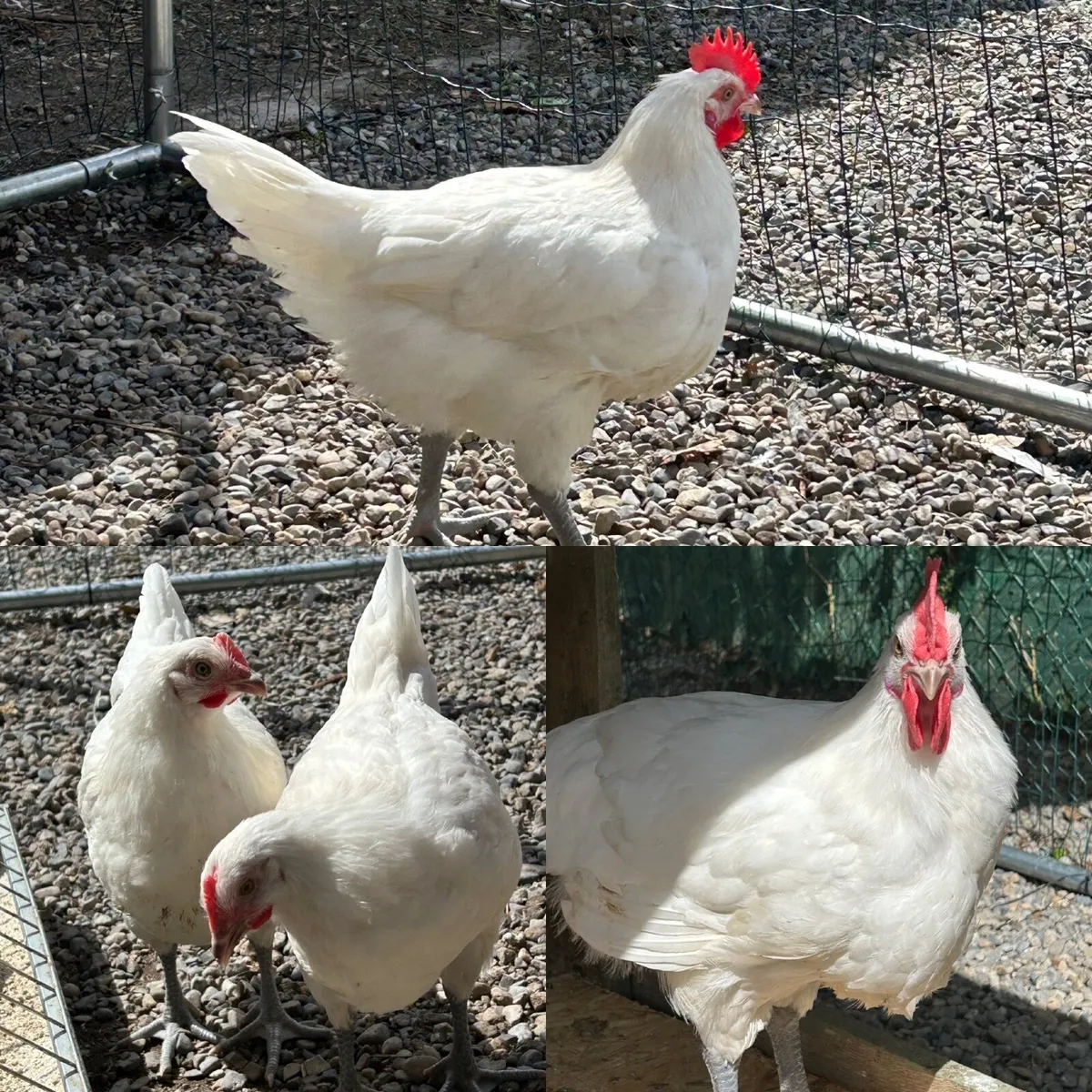 Bresse Gauloise rooster - Image 3