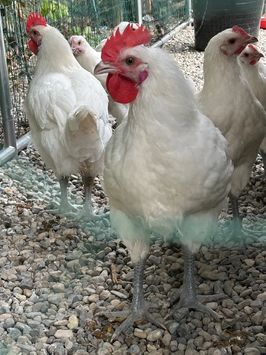 Bresse Gauloise rooster - Image 4