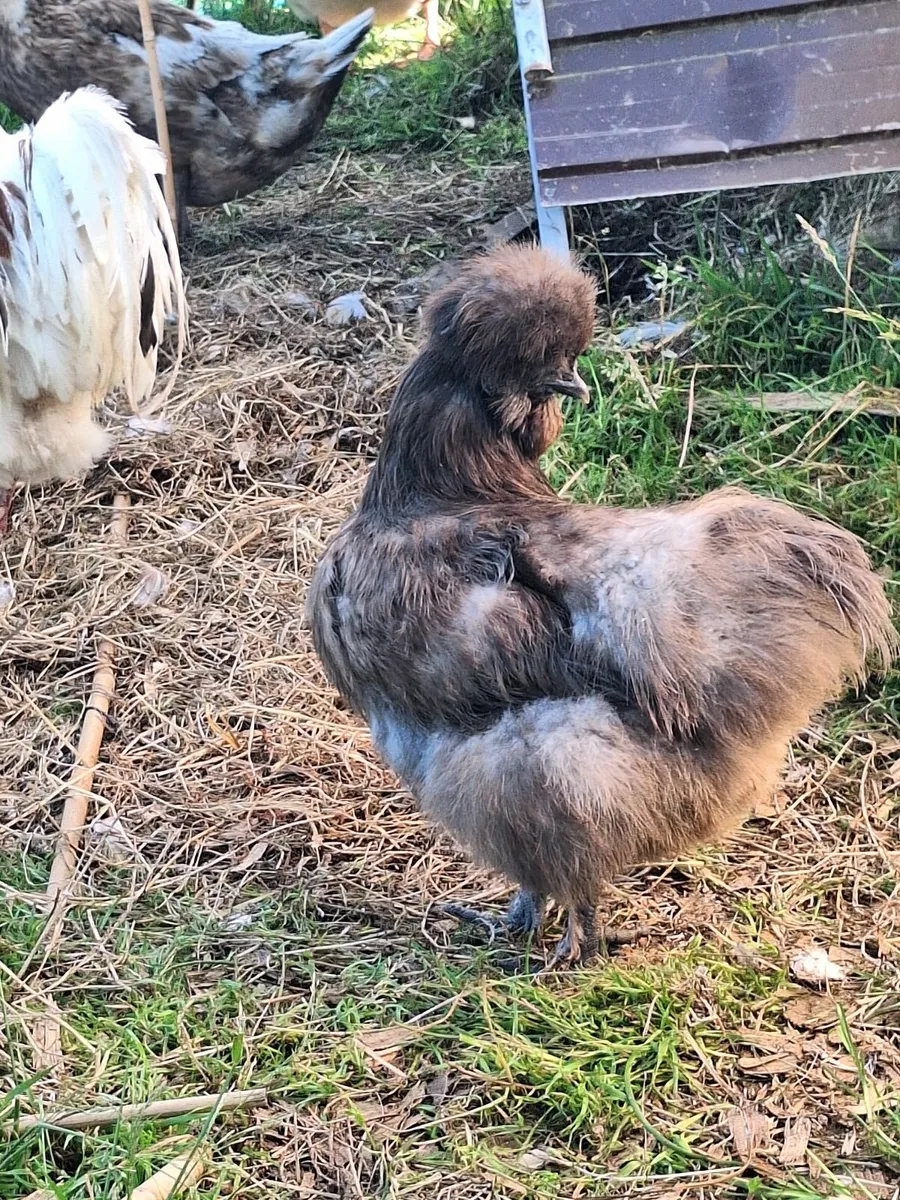Chickens - Image 2
