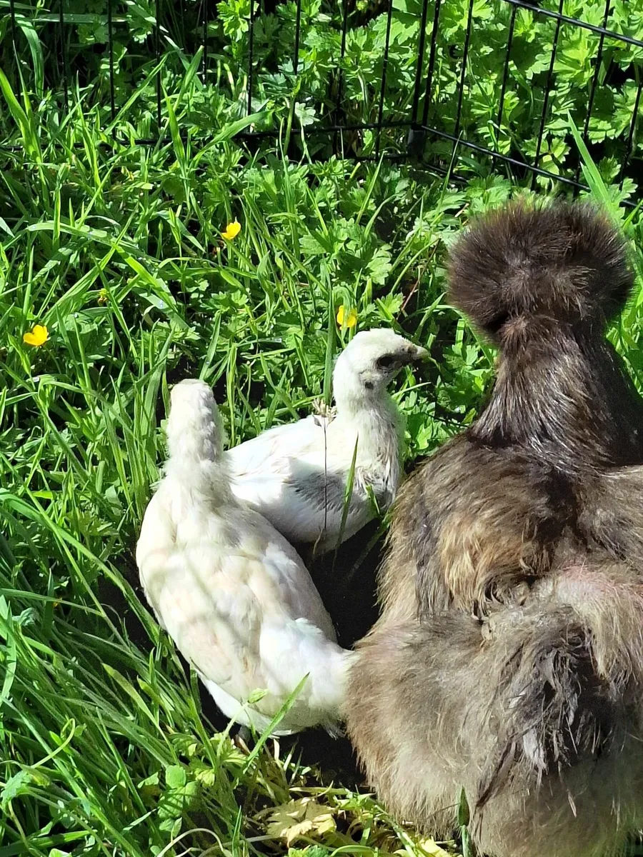 Chickens - Image 3