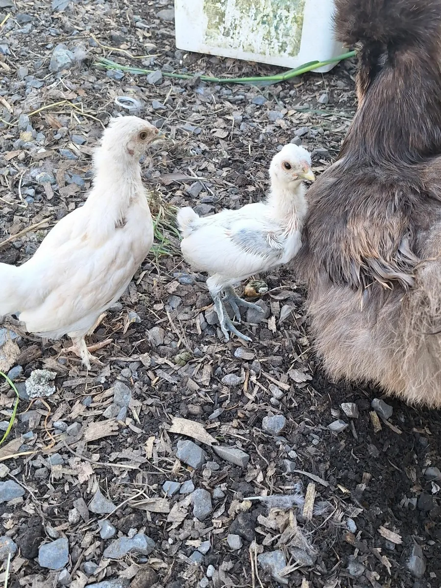 Chickens - Image 4